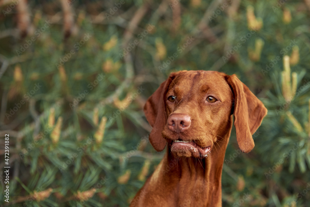 The dog breed is on a walk in the summer in nature. The dog plays with its master The dog breed is on a walk in the summer in nature. The dog plays with its master