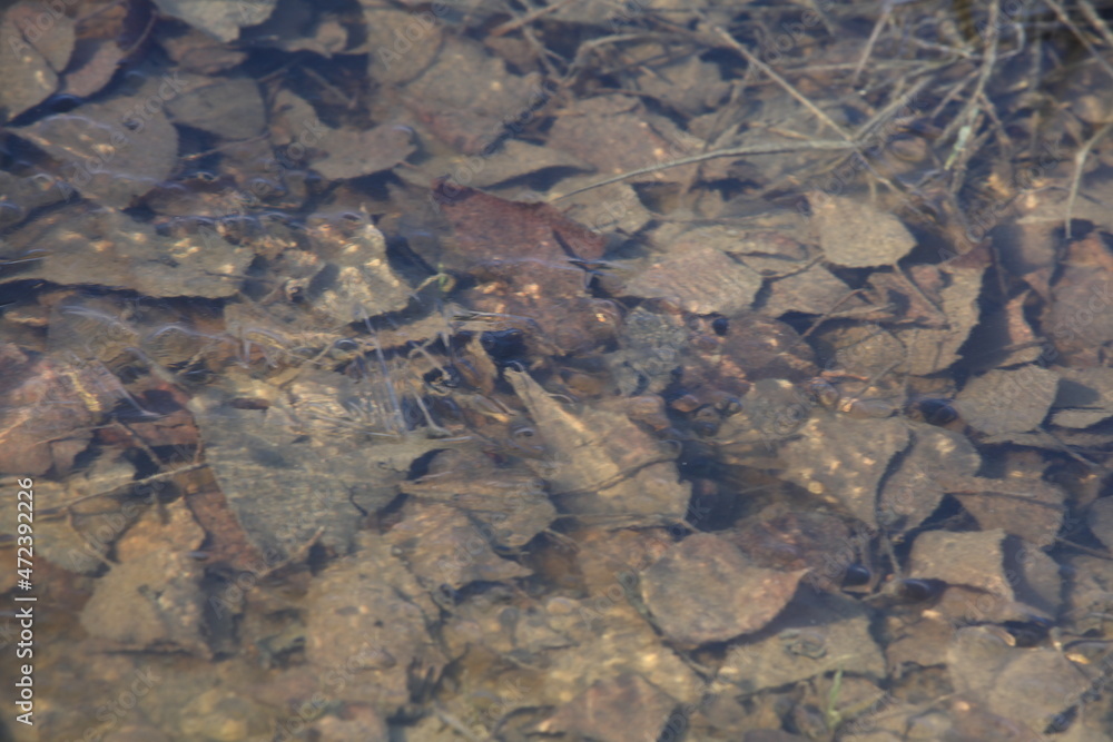 lizard on the river