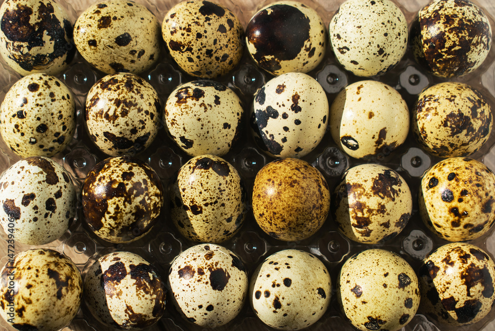 Quail eggs in the formwork. The health benefits of eating quail eggs. Quail eggs in the formwork. The health benefits of eating quail eggs.