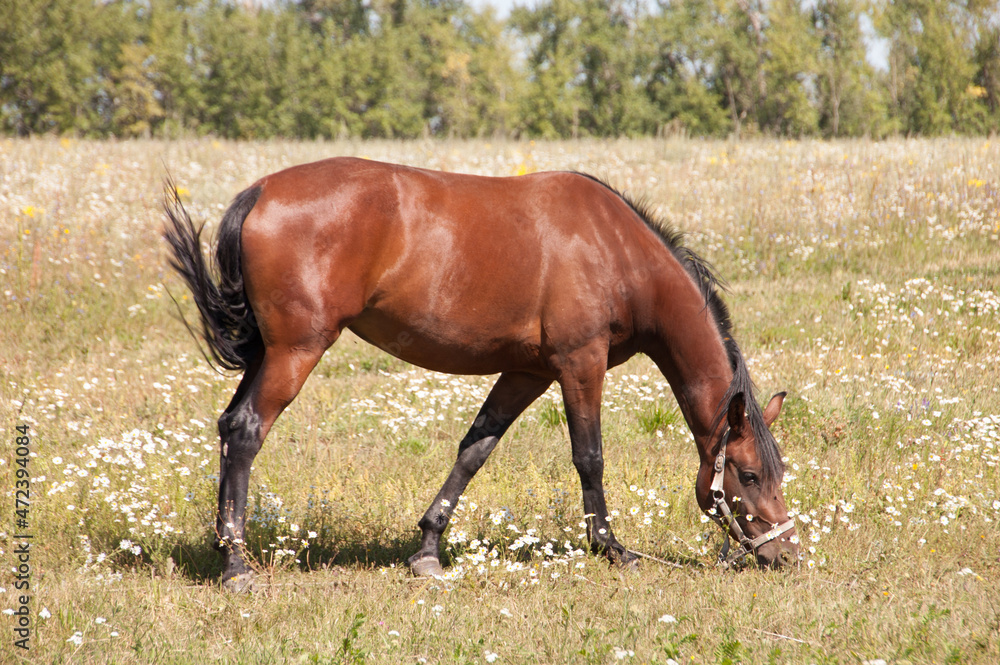 Brown horse grazing in a meadow Brown horse grazing in a meadow