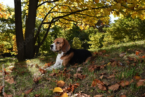 Beagle Dog lying on the leaves in autumn park