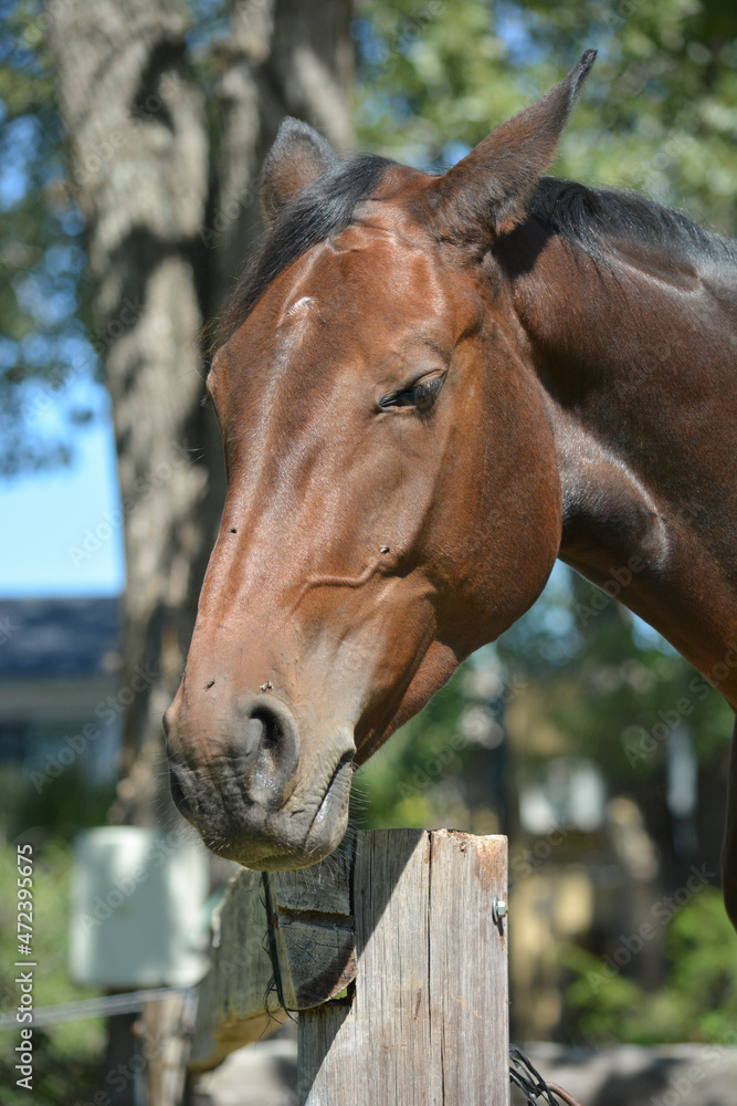 portrait of a brown horse, from neck to ears