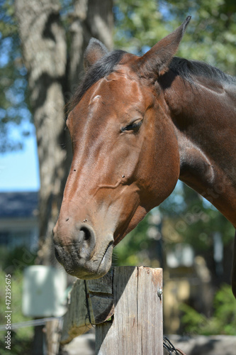 portrait of a brown horse, from neck to ears
