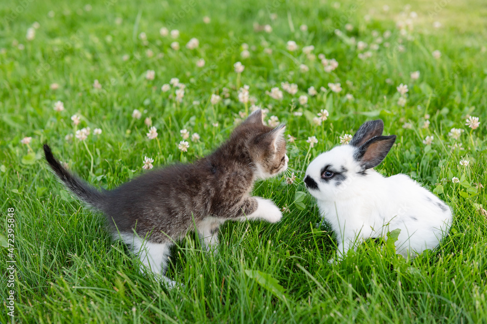 cute brown kitten and funny white bunny on a background of green grass and clovers in the afternoon in summer. High quality photo