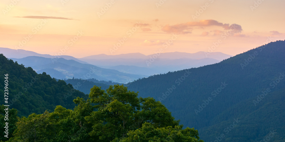 nature landscape in mountains at sunset. beautiful view in to the distant valley. scenic green environment with forested hills in evening light. countryside tourism season in summer