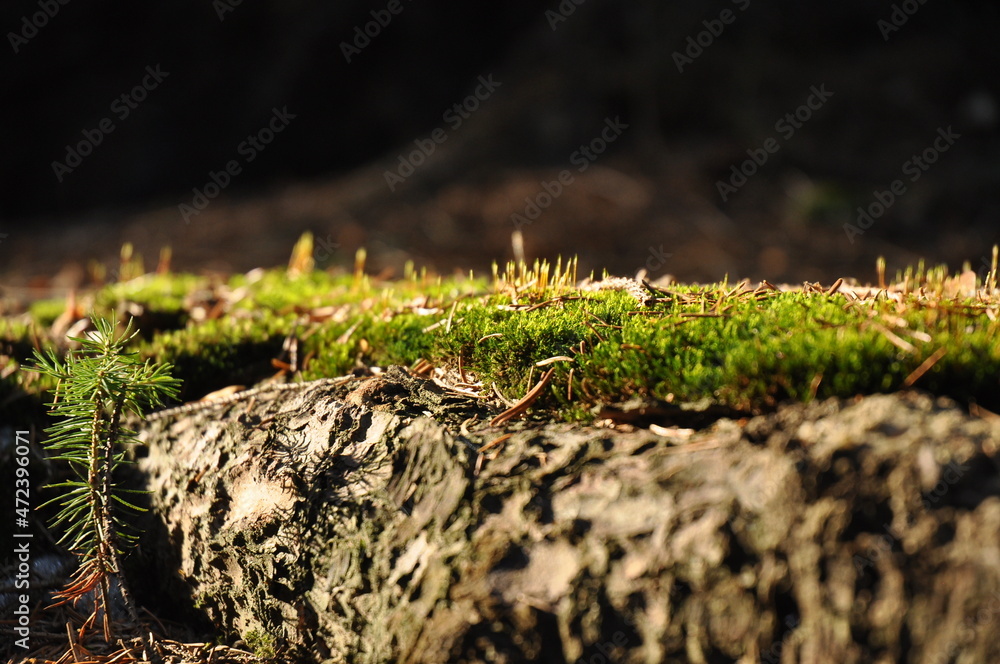 Fototapeta premium Little adventures around hometown