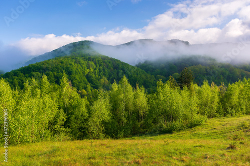 nature landscape in morning light. clouds on the blue sky above the mountains. outdoor scenery with fog above the forest. green grass on the countryside meadow in summer