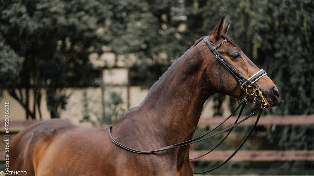 Fototapeta premium portrait of a horse