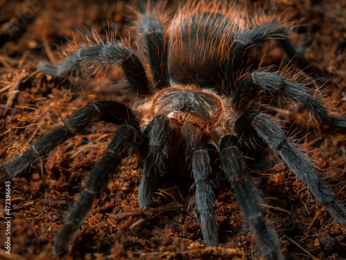 spider tarantula insect close up.