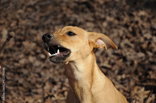 Grinning Dog on background with yellow leaves