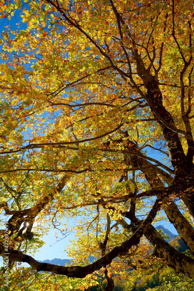Autumn forest in the Pyrenees Autumn forest in the Pyrenees