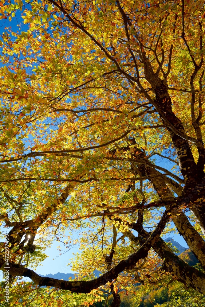 Autumn forest in the Pyrenees