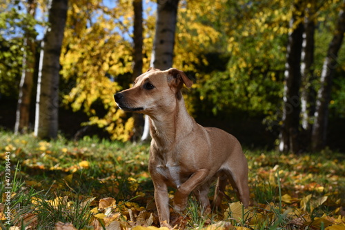 Dog in hunting pose in the autumn forest