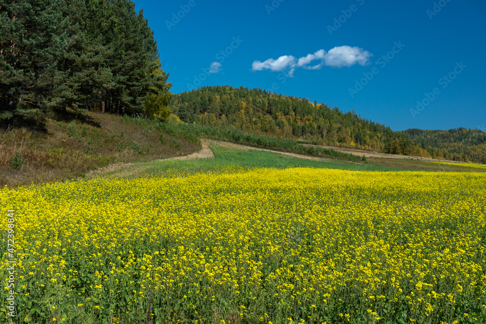 Yellow rapeseed field on the hillside