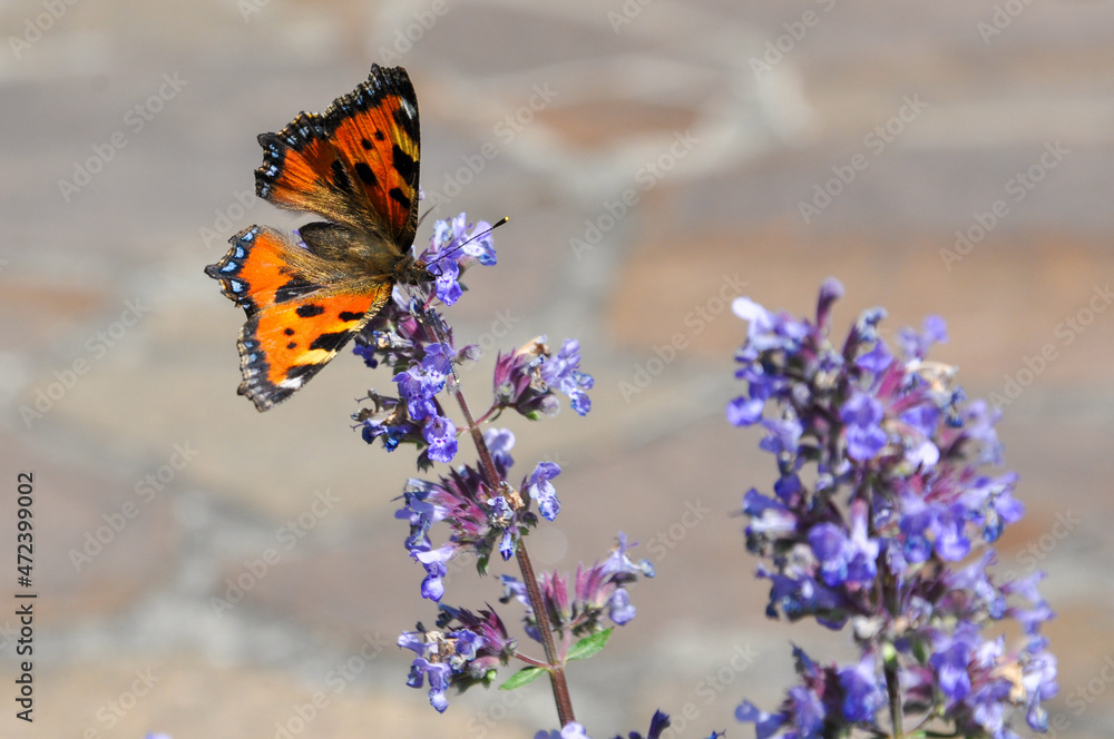 Obraz premium Schmetterling