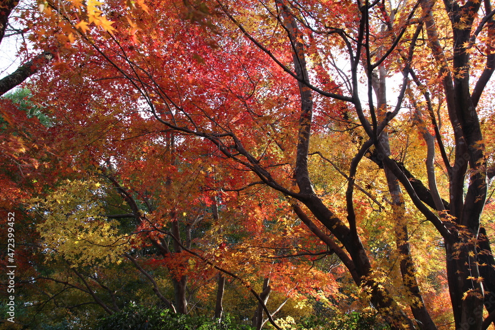 紅葉