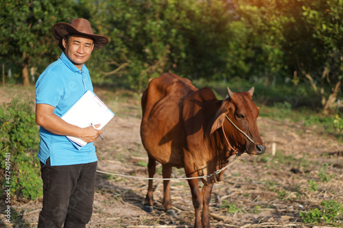 Asian male vet is observing and recording information about cow in Thailand. Concept for study and research about growth and disease of animal. Agriculture development. zoology. Cow veterinary. 