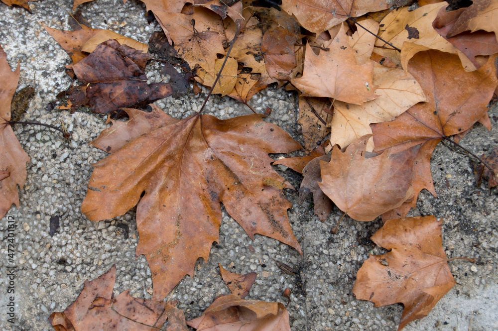 background with asphalt sidewalk with dry leaves in autumn