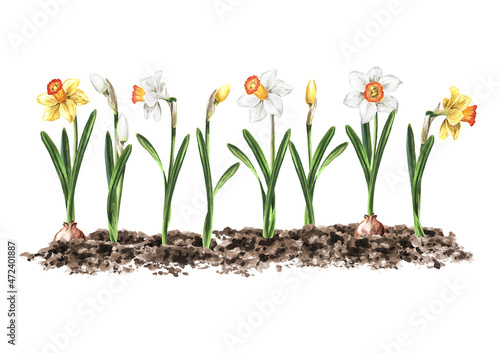Tableau sur toile Daffodils, jonquil or narcissus flowers in the garden