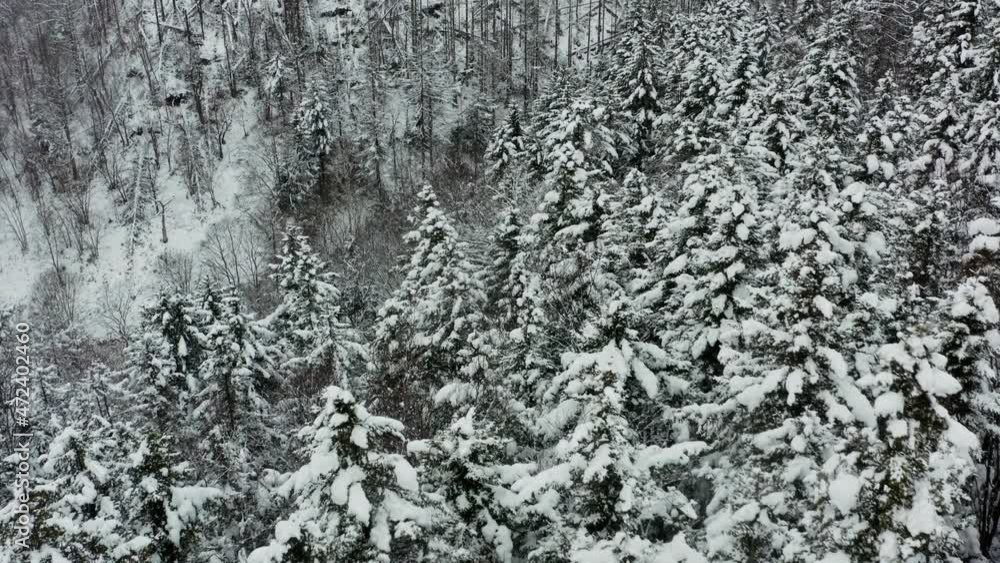 In an early sunny morning aerial view from a drone of a snowy winter forest covered with a snowy cold carpet. In an early sunny morning aerial view from a drone of a snowy winter forest covered with a snowy cold carpet.