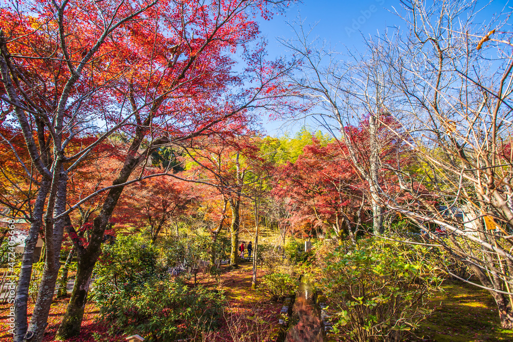 京都　天龍寺の紅葉