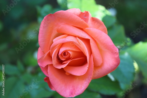 orange rose bud