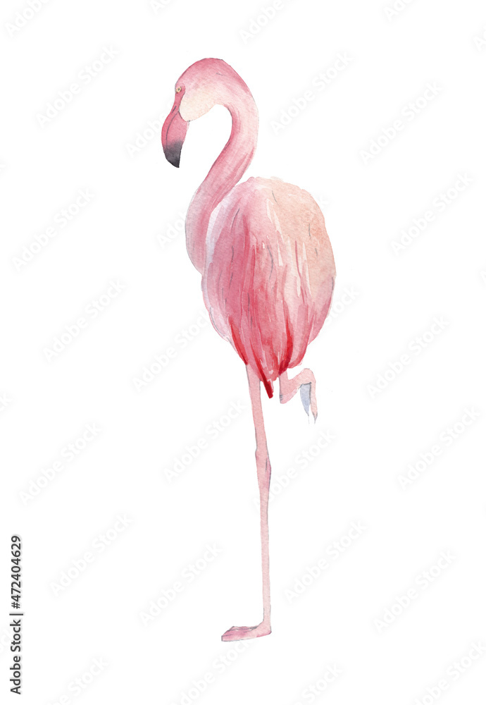 Naklejka premium Watercolor template. Beautiful motifs for decoration design. Watercolor flamingo clipart. Artistic backdrop. Watercolor in on white background. Watercolor illustration.