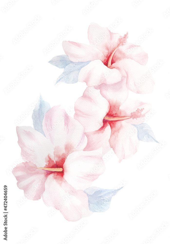 Watercolor template. Beautiful motifs for decoration design. Watercolor  hibiscus flower clipart. Artistic backdrop. Watercolor in on white background. Watercolor illustration.