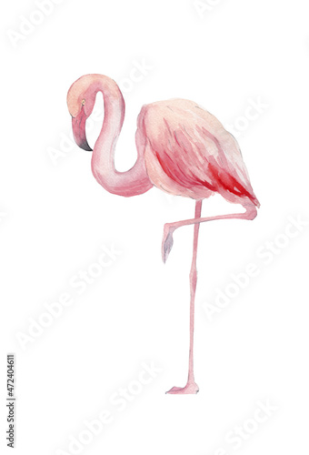 Watercolor template. Beautiful motifs for decoration design. Watercolor flamingo clipart. Artistic backdrop. Watercolor in on white background. Watercolor illustration. © tanyavollar