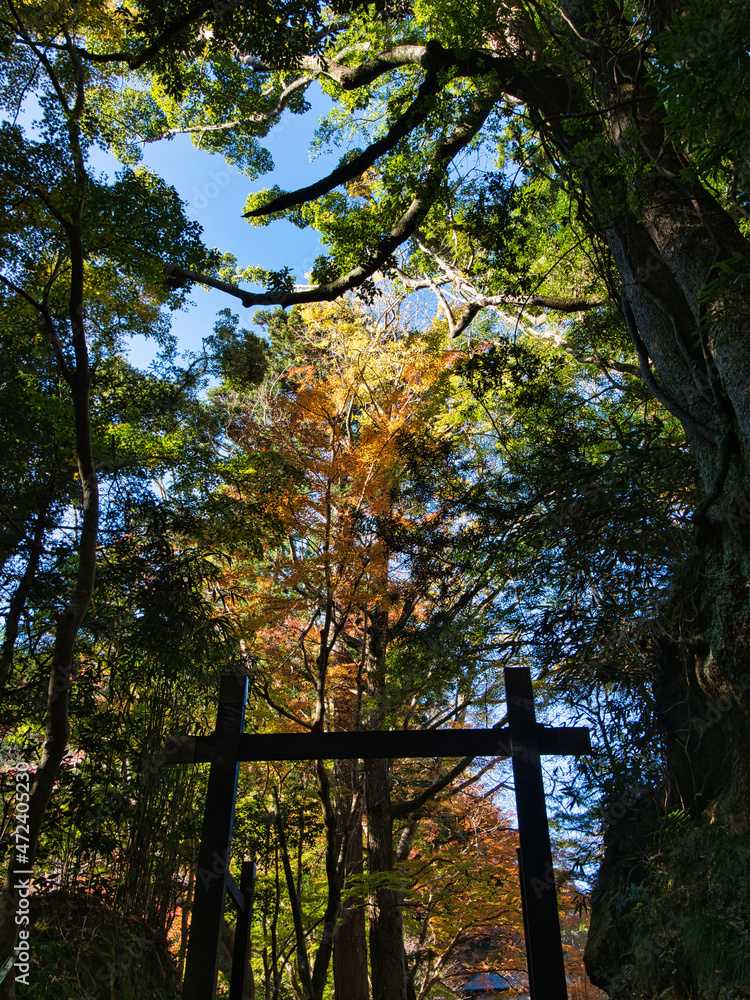 Obraz premium 小松寺の紅葉