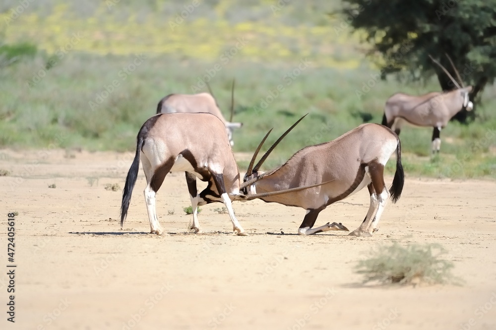 GEMSBUCK (Oryx gazella) contest to dominance . Kgalagadi, kalahari desert