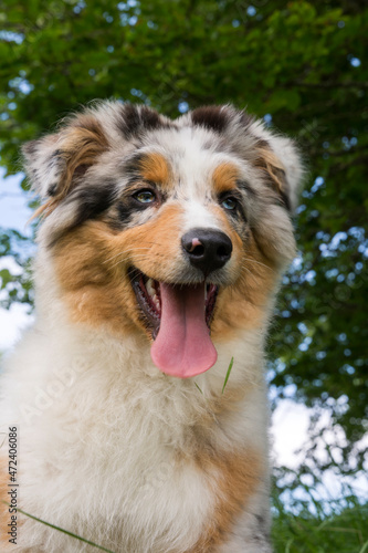 blue merle Australian shepherd puppy dog on the meadow of the meadow of daffodils in Liguria in Italy