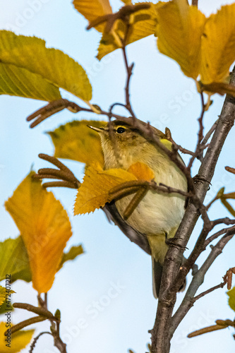 Common Chiffchaff perched on a tree branch