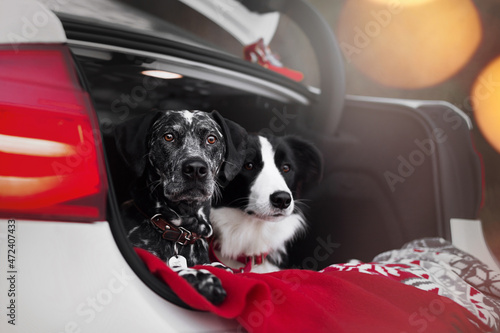 Photography black and white dalmatian and border collie dogs in car in winter snow