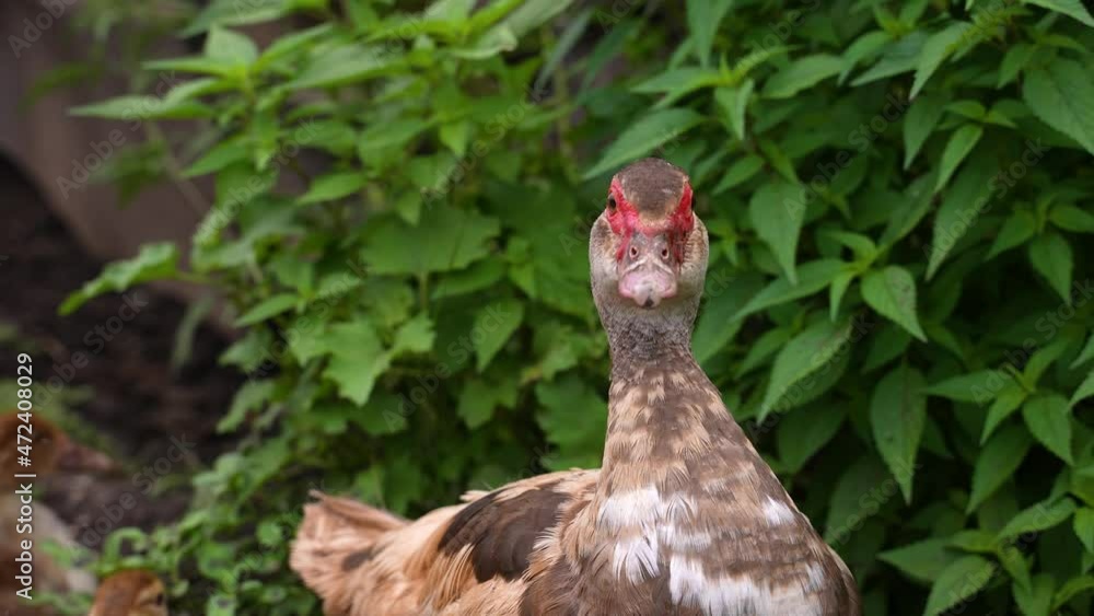 Farm animals. Portrait of a quacking duck. Mallard duck on a pond. A large gray duck Farm animals. Portrait of a quacking duck. Mallard duck on a pond. A large gray duck