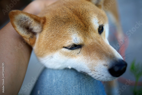 なんとなく寂しそうな柴犬