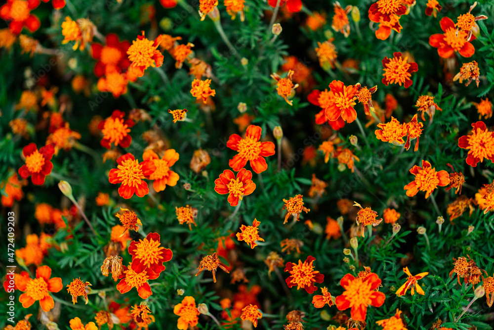 bush orange flowers nature garden cultivation close-up
