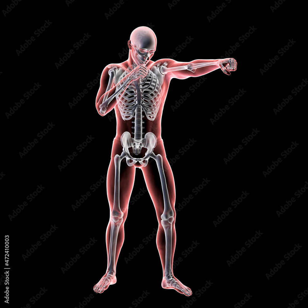 Anatomy of boxing sport, 3D illustration