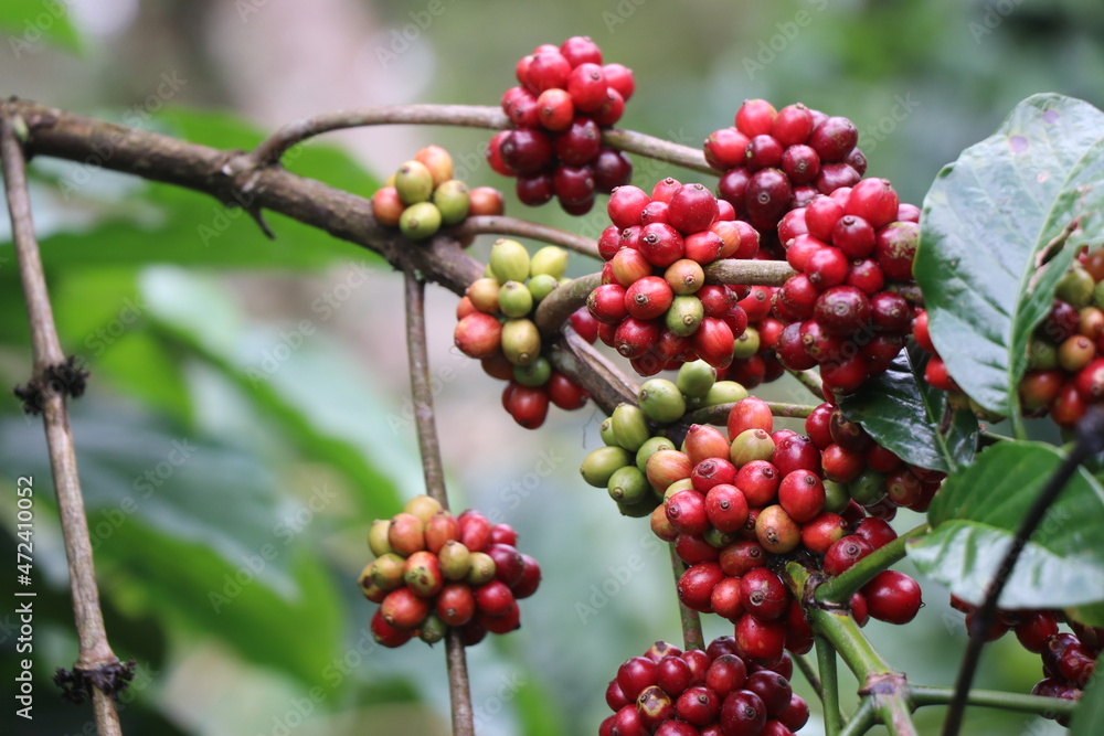 Coffee plant Branch with full of ripening coffee berries, Robusta cherries ready to be picked