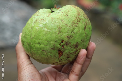 Fresh guava fruit which is largely held on a hand, Organic guava after harvesting
