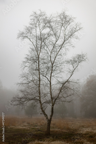 Isolated solitary barren birch tree early morning misty dew drops in moorland environment with silhouetted branches reaching into the white foggy void photo