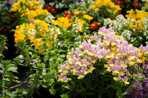 Blumenzucht in einer Gärtnerei unter Glas. photo