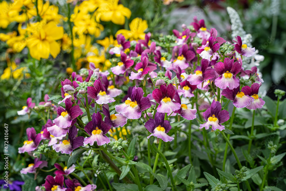 Blumenzucht in einer Gärtnerei unter Glas. Blumenzucht in einer Gärtnerei unter Glas.