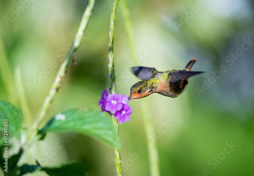 Female Tufted Coquette hummingbird, Lophornis ornatus, second smallest bird in the world feeding on a purple Vervain flower. photo