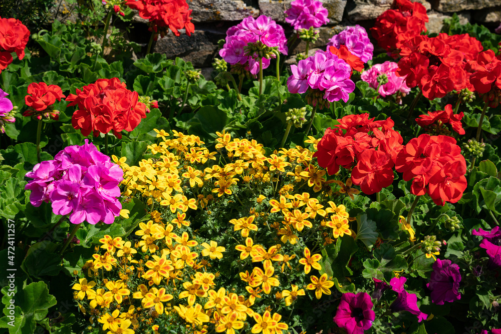 Farbenvielfalt - blühende Gartenblumen.