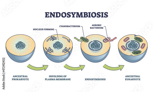 Endosymbiosis process stages with symbiotic living organisms outline diagram. Labeled educational biological evolution theory steps with ancestral prokaryote evolving and eukaryote vector illustration photo