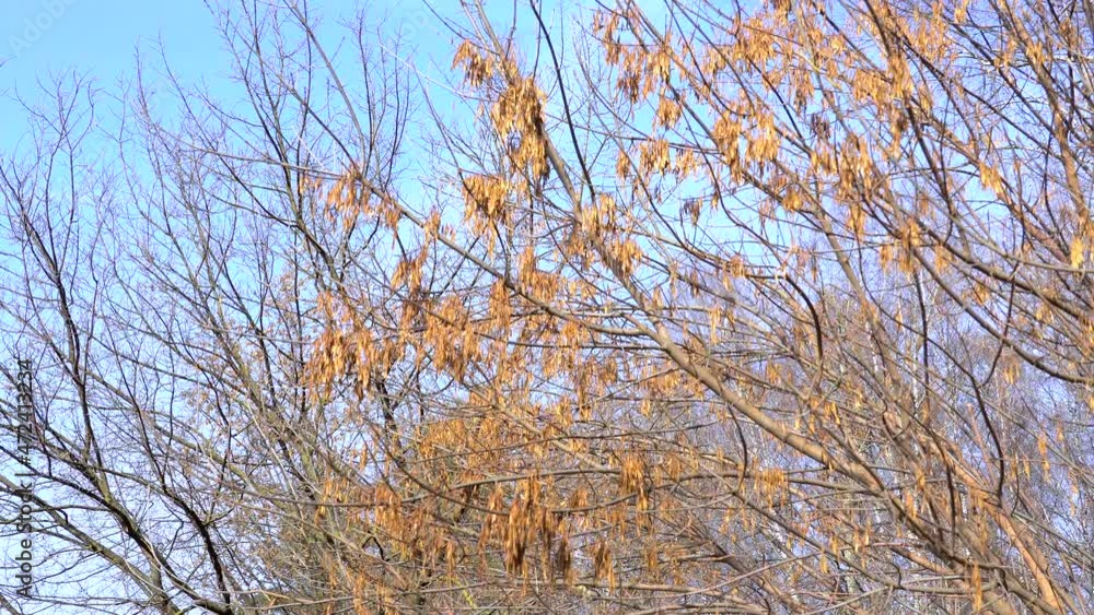 Helicopter seeds of the European ash on the tree by autumn. Helicopter seeds of the European ash on the tree by autumn.