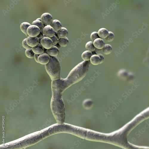 Mould fungi Madurella, 3D illustration photo