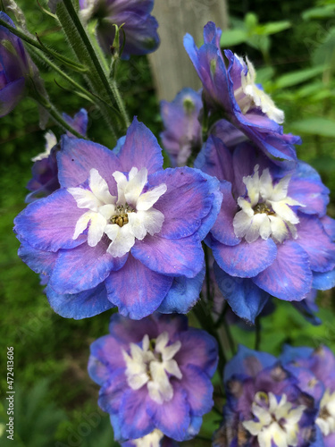 Purple and Blue Delphinium