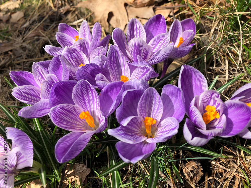 Fototapeta premium purple crocus